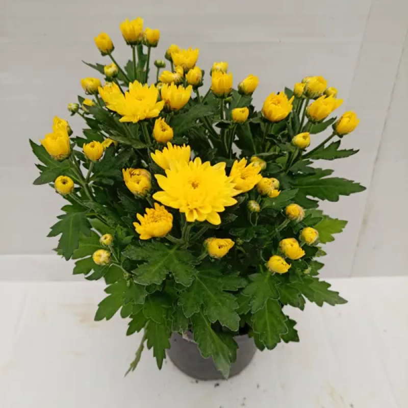 Jamanthi (Chrysanthemums)