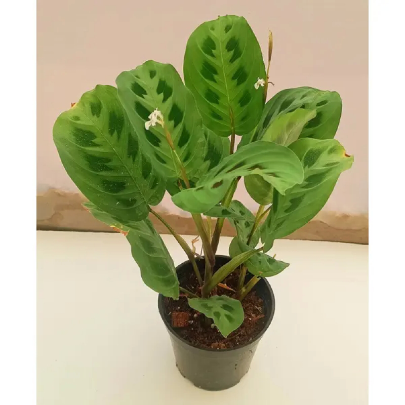 Calathea leuconeura ( Green Prayer Plant)