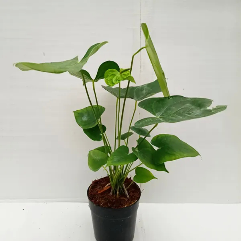 Anthurium (green)