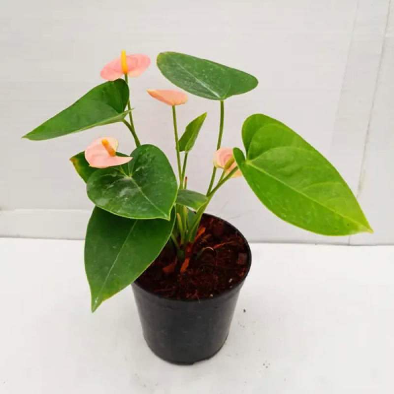 Anthurium (Joly peach)