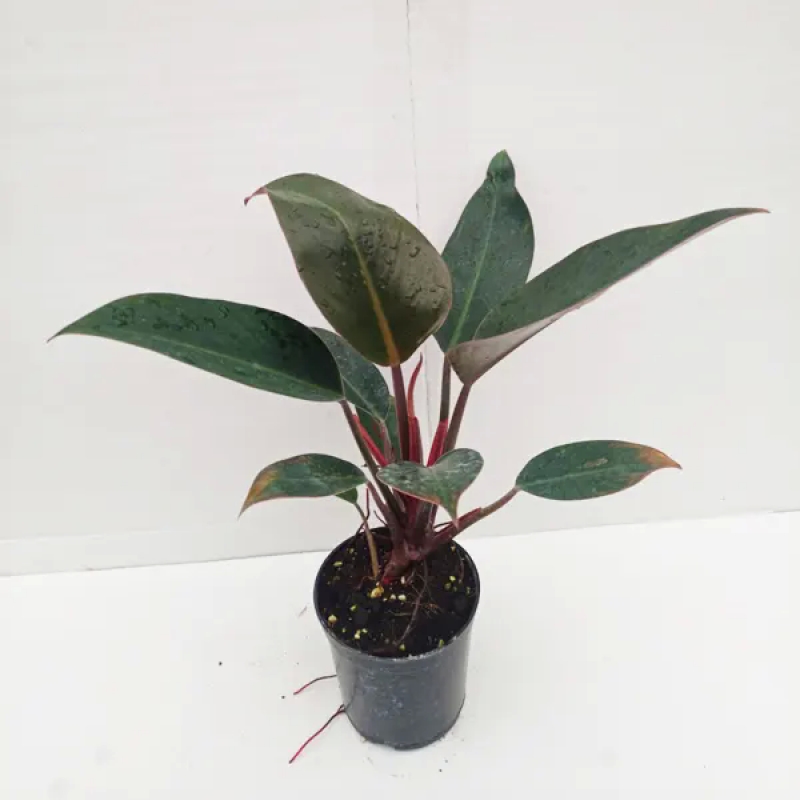 Philodendrons (BLACK)